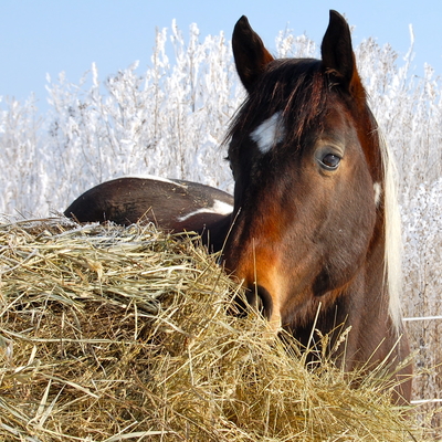 Horse standing near hay in winter scene.