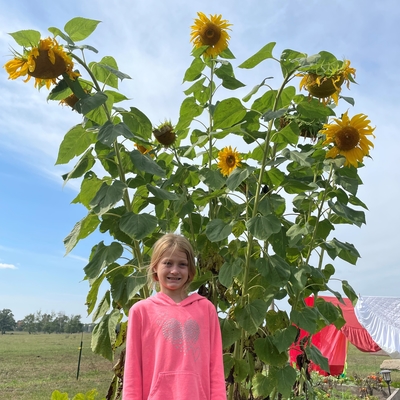 A girl standing next to her sunflower plant.
