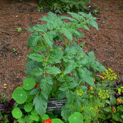 Roma tomato plant in garden surrounded by mulch growing next to other plants