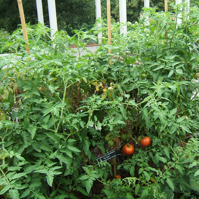 Indeterminate Big Beef tomato plant with red and green tomatoes