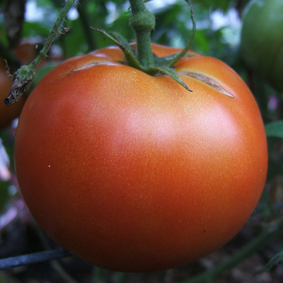 Big Beef tomato on plant