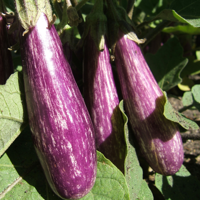 Growing eggplant in home gardens | UMN Extension