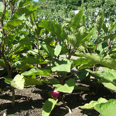 Round mauve eggplant plants growing in ground