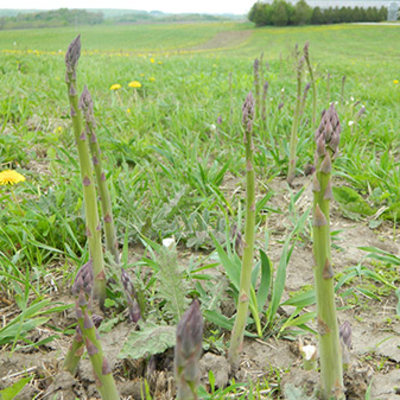 Asparagus spears in field