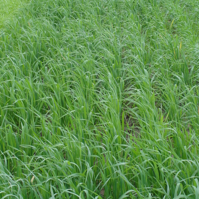 Spring oats