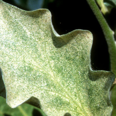 Yellowish-white spots on a green eggplant leaf