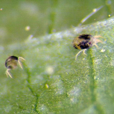 Two spider mites with a black spot on either side of the body