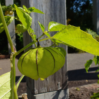Green tomatillo fruit in papery husk growing on plant