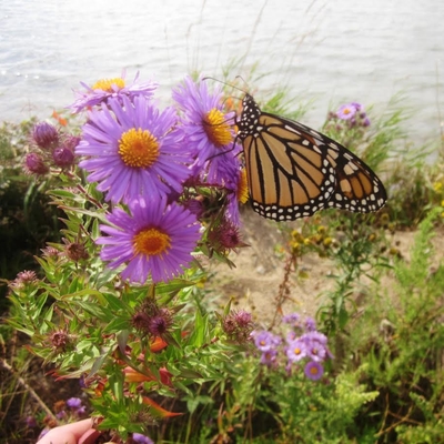 monarch butterfly on flower near lake