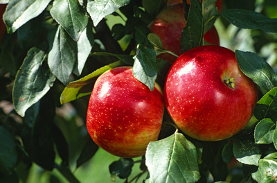 Two red apples hanging from tree
