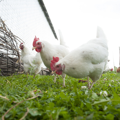 chickens foraging on ground