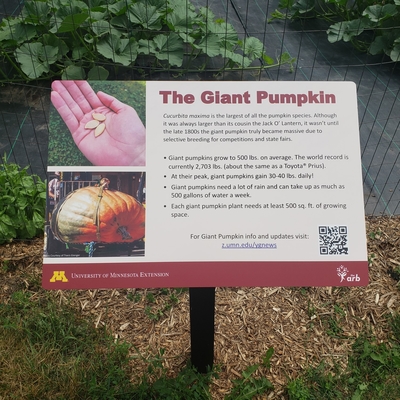 A maroon and yellow sign in front of a fenced gate containing pumpkin plants. The sign reads “Giant Pumpkin” across the top.