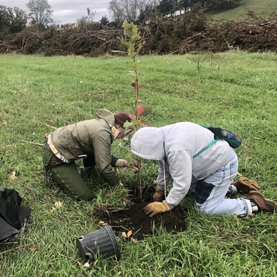 Two people kneel in a field as they plant a large oak sapling.