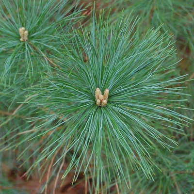 Close-up of the long, soft needles on a seedling of an eastern white pine tree.