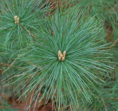 Close-up of the long, soft needles on a seedling of an eastern white pine tree.