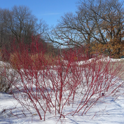 Red twigged dogwood in winter landscape
