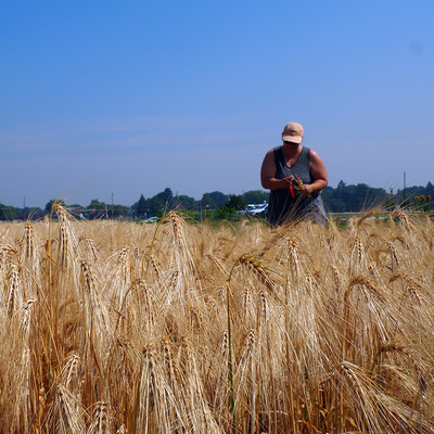 Woman walking in a barley field.