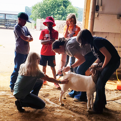 Younger youth members watching older youth members groom a goat. 