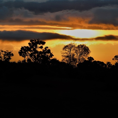 The sun sets behind a forest in Kenya