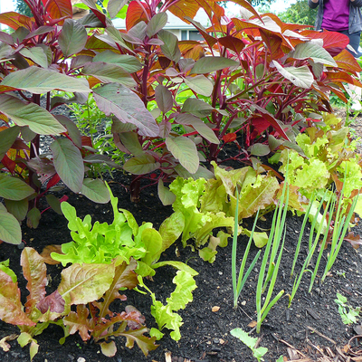 Rows of tall red amaranth, green leaf lettuce and young green garlic leaves in a garden.