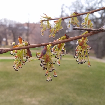 American elm twig with dangling clusters of small green and white flowers