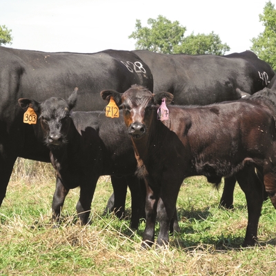 black calves along side their mothers