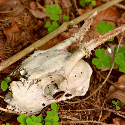 Animal skull in the woods.