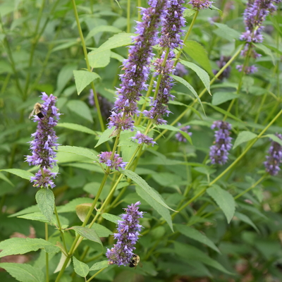 long flowers with simple leaves, with two bees feeding on them