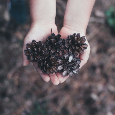 A child's hands holding a pile of pinecones.