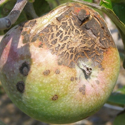 An apple with small brown spots and a large blistered, brown area, hanging on a tree.