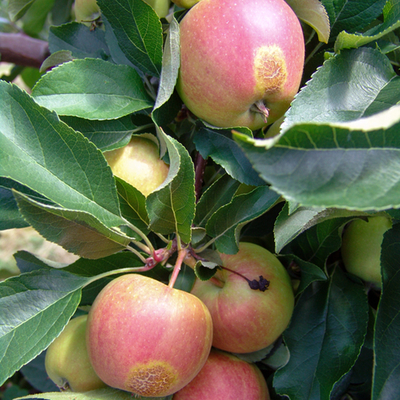 Apples with brownish areas hanging on a tree.
