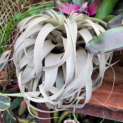 A gray, frond-like plant among other plants in a display.