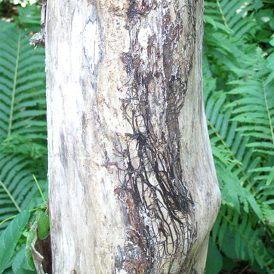armillaria infected trunk