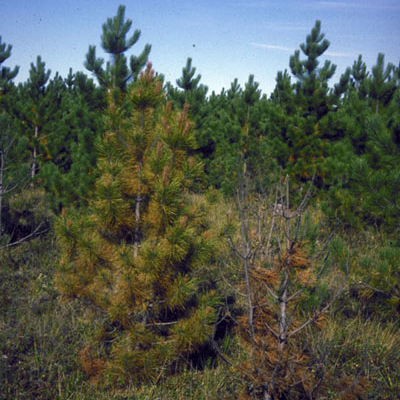 Young pines dying due to armillaria root rot