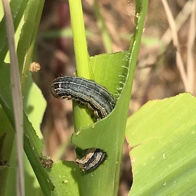 A striped armyworm caterpillar wrapped around a young corn plant, eating the leaf whorl.
