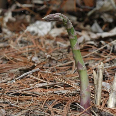 Bent asparagus spear coming out of the ground.