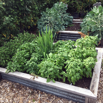 Raised garden planted with herbs.