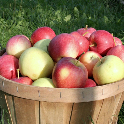 basket apples