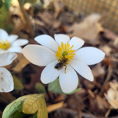 Native bee on a white bloodroot flower.