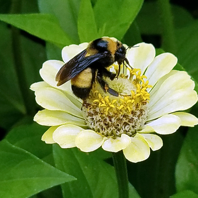 bumble bee on a yellow zinnia