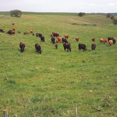 red and black cows and calves grazing in a rolling pasture