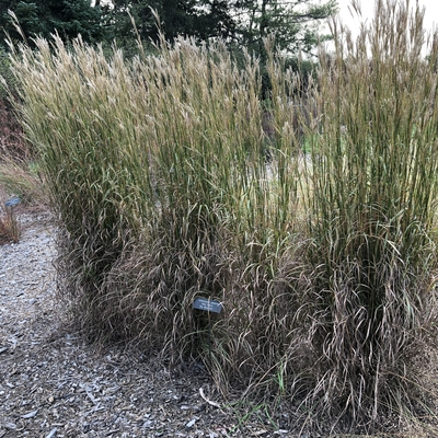 A 5-foot-tall grass growing in a line of 4 plants.