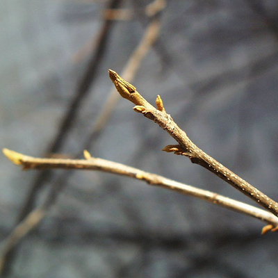 Closeup of twigs on a bitternut hickory tree.