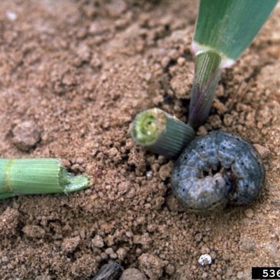 A curled up black cutworm next to a corn stem cut in two.