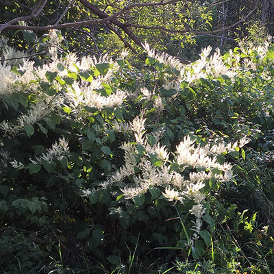 Large shrub with fluffy white flowers in a field at the edge of a wooded area.