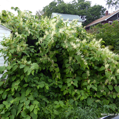 Big leafy green plant with white fluffy flowers by a garage.