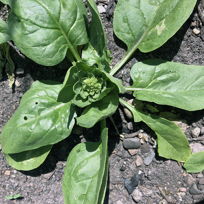 Spinach plant with flower head in garden.