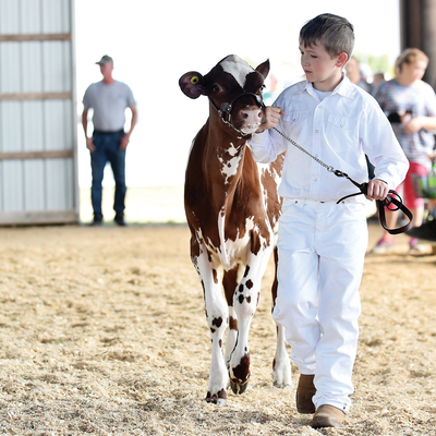 Boy showing calf at a county fair