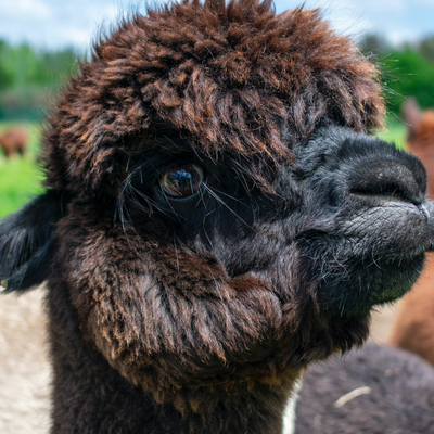 close-up of a dark brown alpaca's face