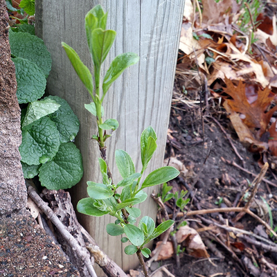 Buckthorn seedling growing near a fence pole.